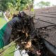 person wearing a green glove scooping out leaves from a gutter - LoonShine Exterior Services reliable home exterior maintenance in Maple Grove and Plymouth